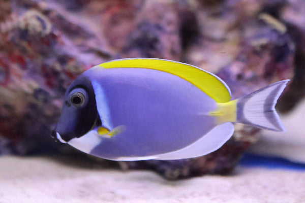 Powdered Blue Tang (Acanthurus leucosternon)