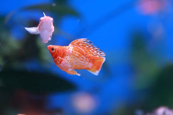Premium Balloon Molly (Poecilia Latipinna) 3cm