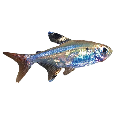 Pristella Tetra