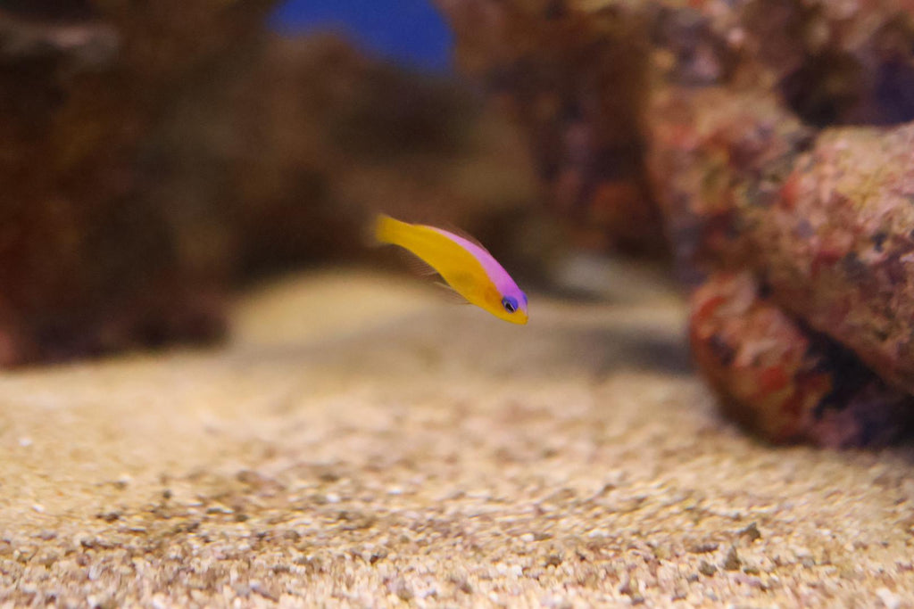 Purple Stripe Dottyback (Pseudochromis diadema)
