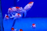 Red Cap Oranda Goldfish (Carassius Auratus) 5cm