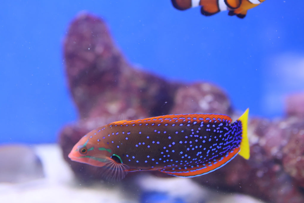 Red Coris Wrasse (Coris gaimard)
