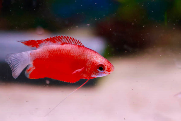Red Honey Gourami Male (Trichogaster Chuna) 4cm