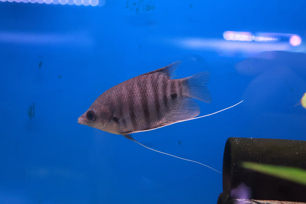 Red Kaloi Giant Gourami (Osphronemus Septemfasciatus) 10cm