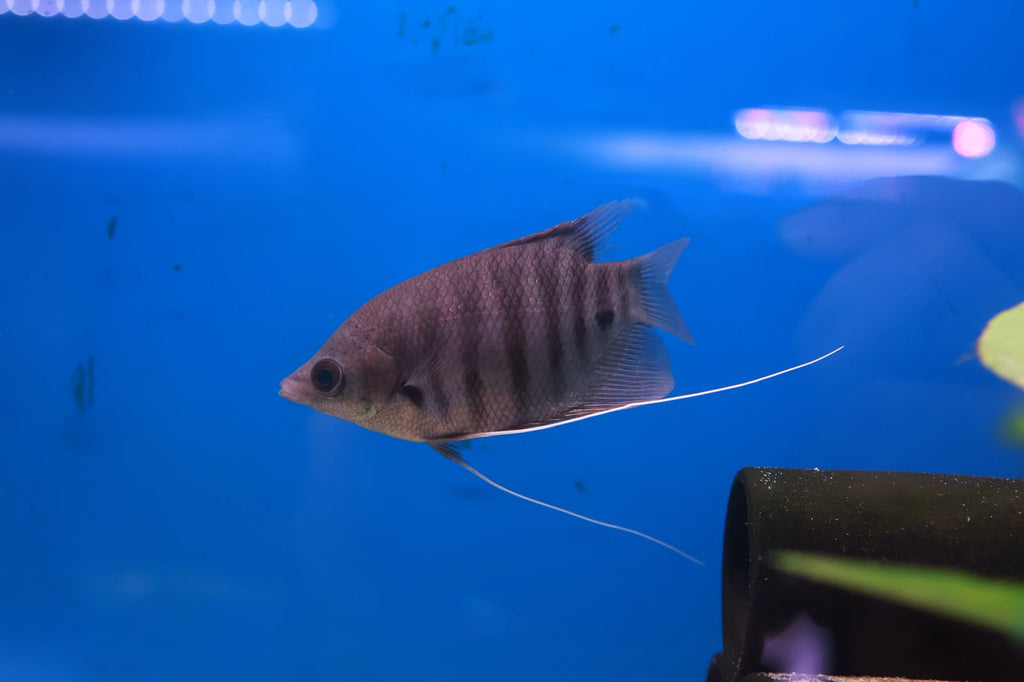 Red Kaloi Giant Gourami (Osphronemus Septemfasciatus) 10cm