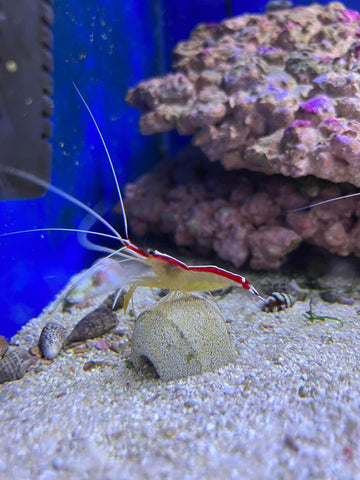 Red Line Cleaner Shrimp (Lysmata amboinensis)