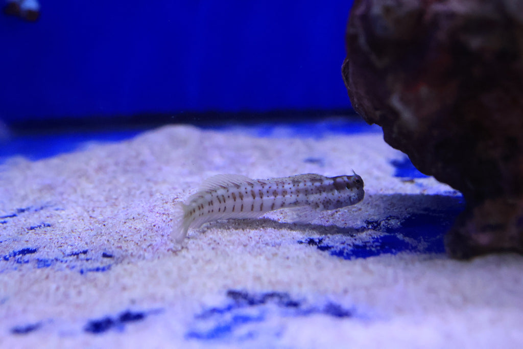 Red Spot Blenny (Blenniella Chrysospilos)