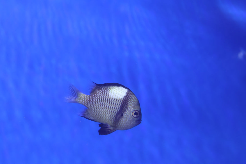 Reticulated Damselfish (Dascyllus reticulatus)