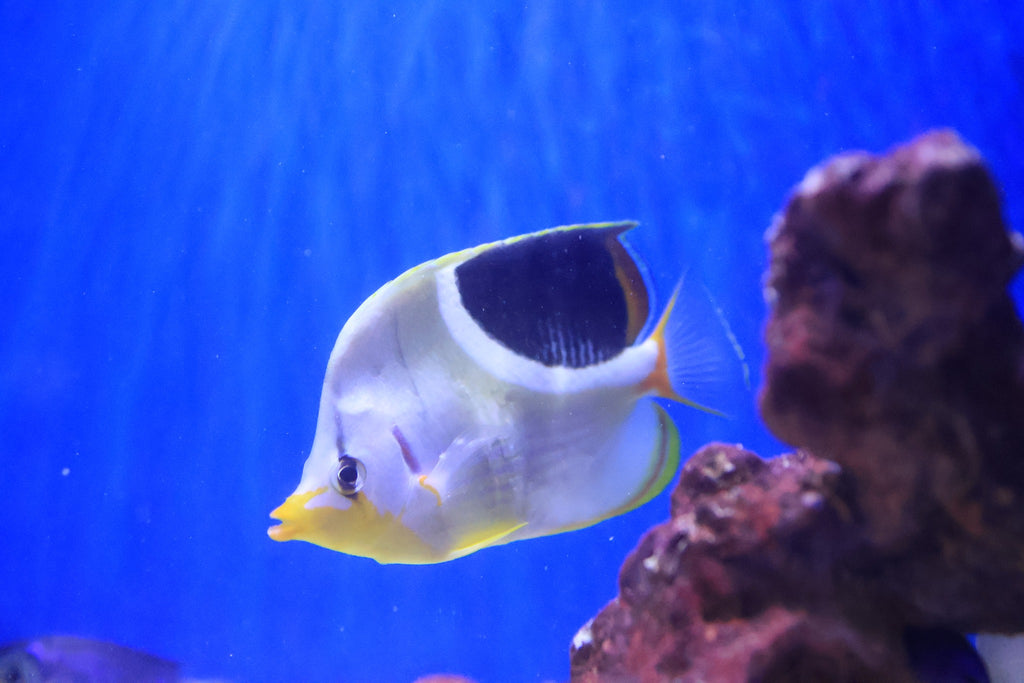Saddle Butterflyfish (chaetodon ephippium)