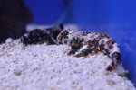 Scooter Blenny (Synchiropus ocellatus)