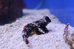 Scooter Blenny (Synchiropus ocellatus)