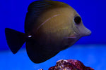 Scopas Tang (Zebrasoma scopas)