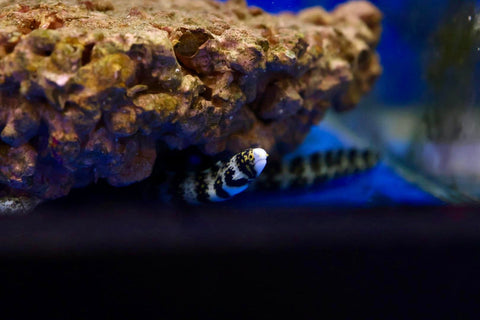 Snowflake Eel (Echidna nebulosa)