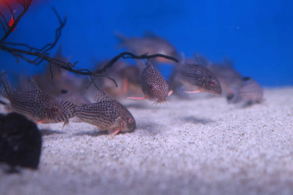 Sterbai Corydora XL (Corydoras Sterbai) 5cm