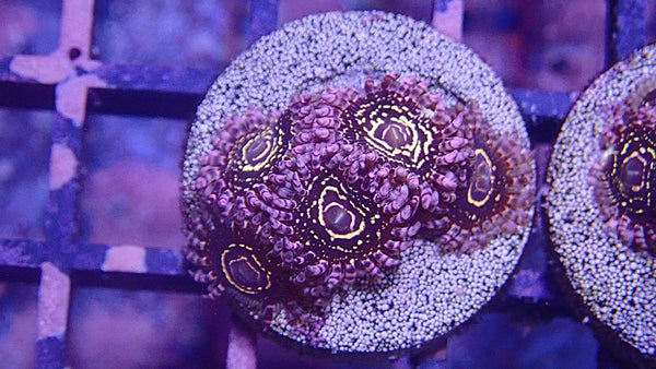Stratosphere Zoanthid Frag (Aquacultured)