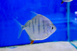 Striped Silver Dollar (Metynnis fasciatus) 5-6cm