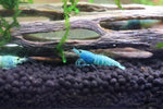 Taiwan Bee Shrimp - Mosura Blue Bolt