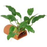 Terracotta Breeding Cave With Anubias