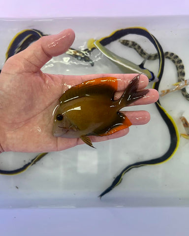 Tomini Tang (Ctenochaetus tominiensis)