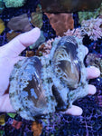 Tropical Abalone (Haliotis asinina)