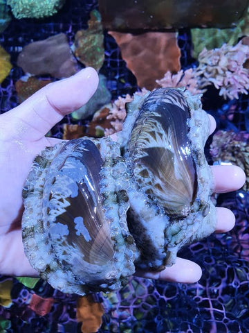 Tropical Abalone (Haliotis asinina)