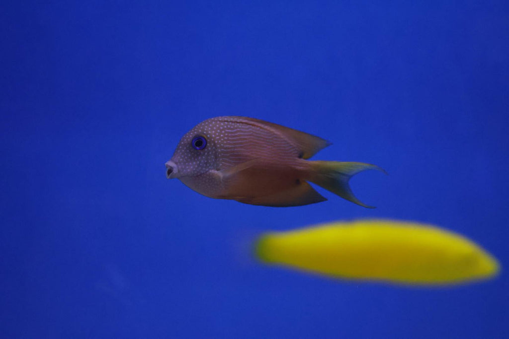 Two Spot Bristletooth Tang (Ctenochaetus binotatus)
