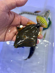 Undulated Triggerfish (Balistapus undulatus)