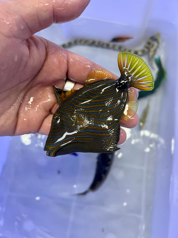 Undulated Triggerfish (Balistapus undulatus)