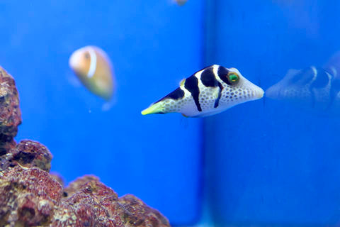 Valentini Puffer (Canthigaster valentini)