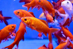 Hurstville Aquarium high-end aquarium solutions