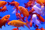 Hurstville Aquarium offers top aquarium fish breeds