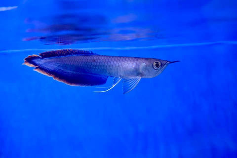 Black Arowana (Osteoglossum ferreirai) 16cm