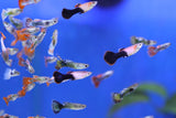 Assorted Male Guppy (Poecilia reticulata)