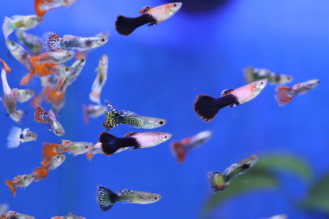 Assorted Male Guppy (Poecilia reticulata)