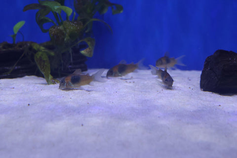 Orange Venezuelan Corydoras (Corydoras aeneus, orange variant)