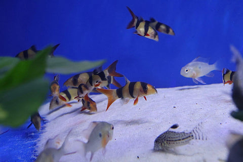 Clown Loach (Chromobotia macracanthus) 4-5cm