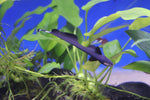 Find the best live fish food at Hurstville Aquarium