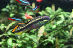 Kribensis (Pelvicachromis Pulcher)