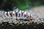 Pakistani Loach (Botia almorhae) aka Yoyo Loach