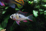 Bolivian Ram (Mikrogeophagus altispinosus)