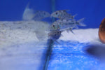 Peppered Corydoras (Corydoras paleatus)