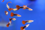 Assorted Male Guppy (Poecilia reticulata)