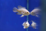 Albino Tiger Oscar (Astronotus ocellatus) 5-7cm