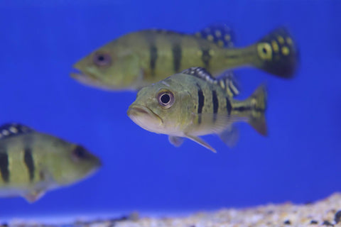 Kelberi Peacock Bass (Cichla kelberi) 12-15cm