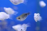 Assorted Baloon Molly (Poecilia latipinna)