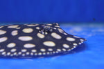 Black Diamond Stingray 15cm A Grade (Super White Spot)