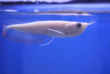 Albino Silver Arowana (Osteoglossum bicirrhosum) 13cm