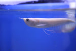 Albino Silver Arowana (Osteoglossum bicirrhosum) 13cm