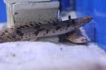 Endlicheri Bichir (Polypterus endlicheri endlicheri) 15cm