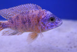 Assorted Peacock Cichlid (Aulonocara) 9cm